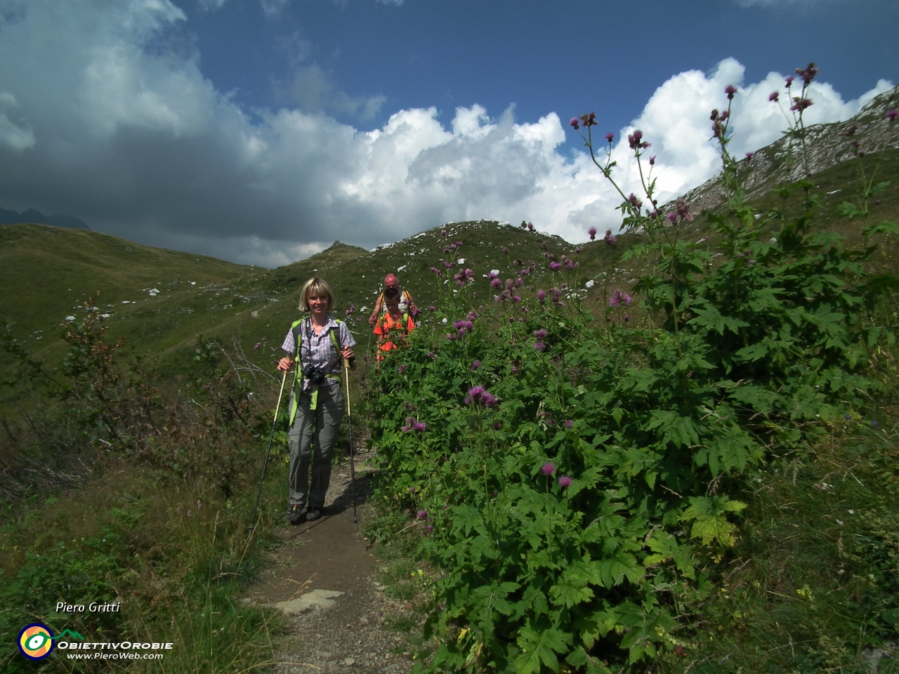 89 Cardo del Trentino (Carduus defloratus).JPG